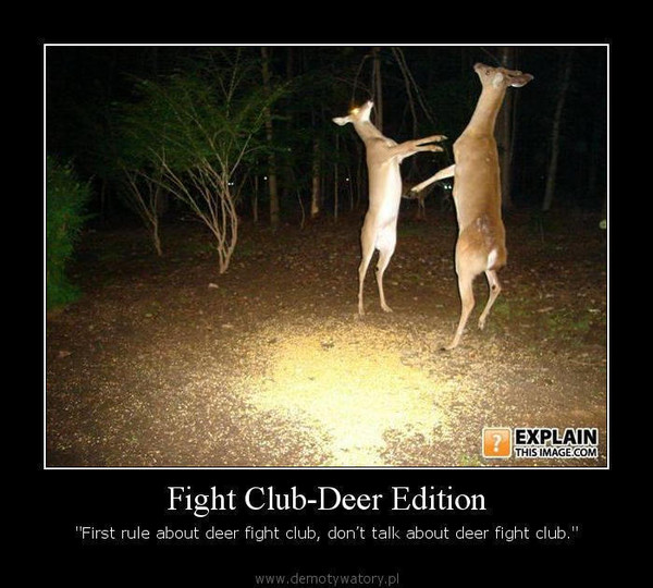Fight Club-Deer Edition – ''First rule about deer fight club, don’t talk about deer fight club.''  