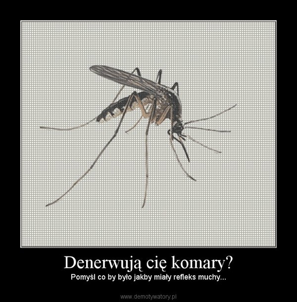 Denerwują cię komary?