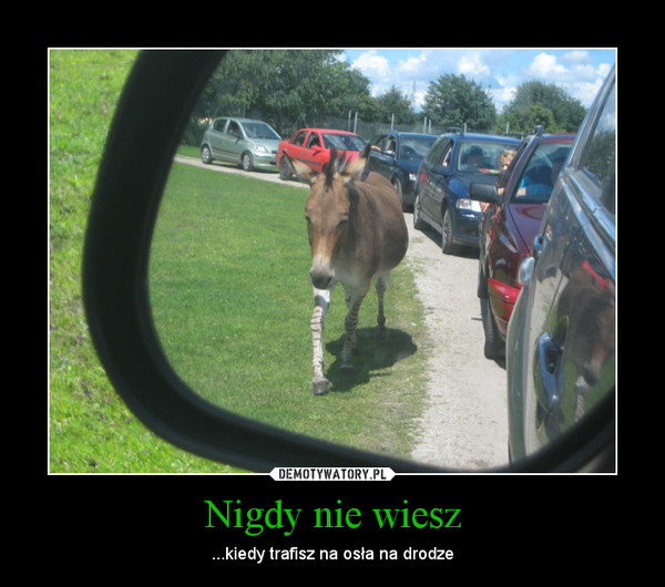 Nigdy nie wiesz – ...kiedy trafisz na osła na drodze 