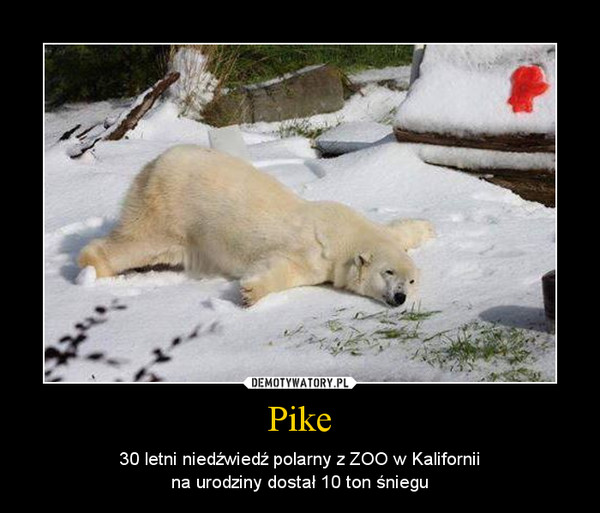 Pike – 30 letni niedźwiedź polarny z ZOO w Kaliforniina urodziny dostał 10 ton śniegu 