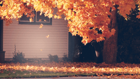 Jesień – wita fajerwerkami, zlatującymi z drzew 