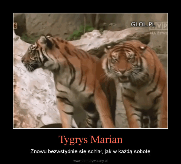 Tygrys Marian – Znowu bezwstydnie się schlał, jak w każdą sobotę 