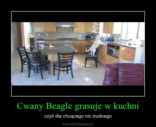 Cwany Beagle grasuje w kuchni – czyli dla chcącego nic trudnego 