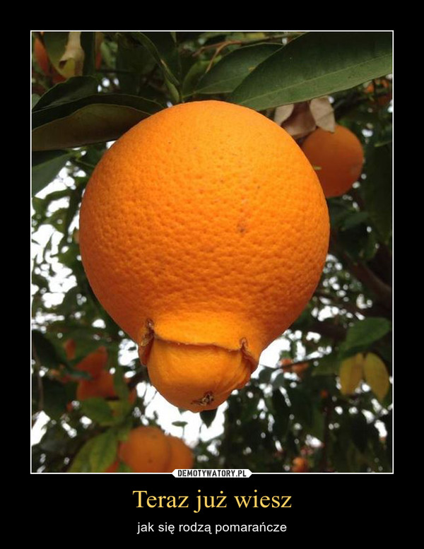 Teraz już wiesz – jak się rodzą pomarańcze 