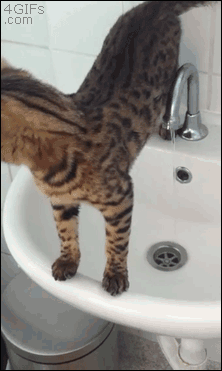 Poranna toaleta – Gdy jesteś na kacu nie należy do najłatwiejszych czynności, zwłaszcza gdy jesteś kotem  