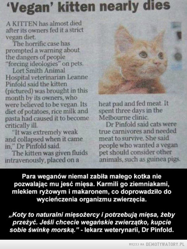 Chcieli przekonać kota do rzucenia mięsa i krowiego mleka... –  