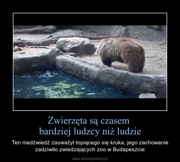 Zwierzęta są czasem bardziej ludzcy niż ludzie – Ten niedźwiedź zauważył topiącego się kruka, jego zachowanie zadziwiło zwiedzających zoo w Budapeszcie 