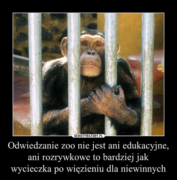 Odwiedzanie zoo nie jest ani edukacyjne, ani rozrywkowe to bardziej jak wycieczka po więzieniu dla niewinnych –  