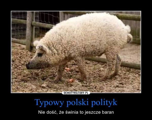 Typowy polski polityk – Nie dość, że świnia to jeszcze baran 