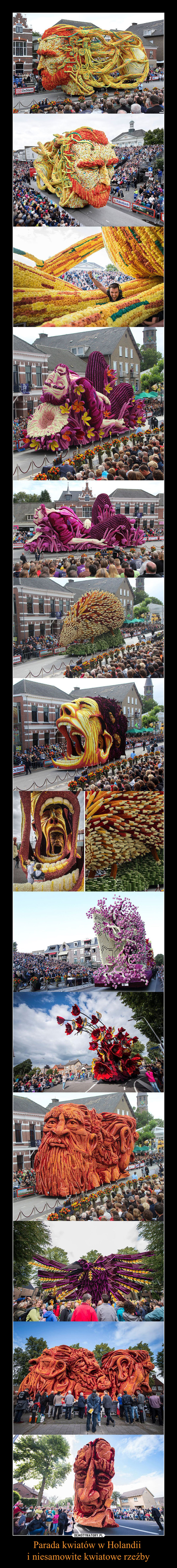Parada kwiatów w Holandii 
i niesamowite kwiatowe rzeźby