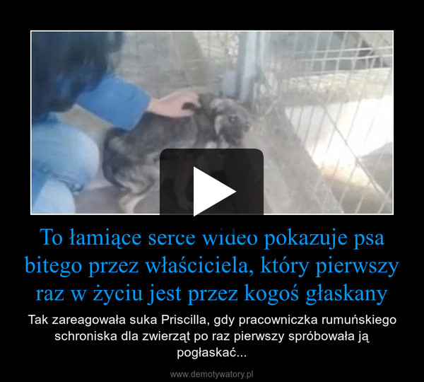 To łamiące serce wideo pokazuje psa bitego przez właściciela, który pierwszy raz w życiu jest przez kogoś głaskany