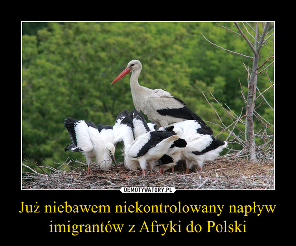 Już niebawem niekontrolowany napływ imigrantów z Afryki do Polski –  