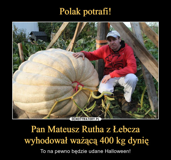 Pan Mateusz Rutha z Łebcza wyhodował ważącą 400 kg dynię – To na pewno będzie udane Halloween! 