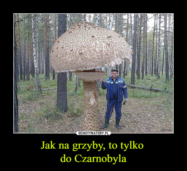 Jak na grzyby, to tylko do Czarnobyla –  