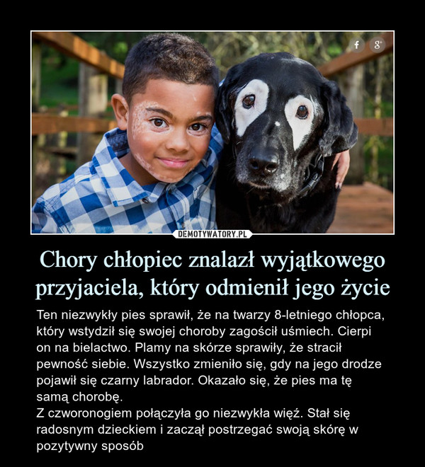 Chory chłopiec znalazł wyjątkowego przyjaciela, który odmienił jego życie – Ten niezwykły pies sprawił, że na twarzy 8-letniego chłopca, który wstydził się swojej choroby zagościł uśmiech. Cierpi on na bielactwo. Plamy na skórze sprawiły, że stracił pewność siebie. Wszystko zmieniło się, gdy na jego drodze pojawił się czarny labrador. Okazało się, że pies ma tę samą chorobę.Z czworonogiem połączyła go niezwykła więź. Stał się radosnym dzieckiem i zaczął postrzegać swoją skórę w pozytywny sposób 