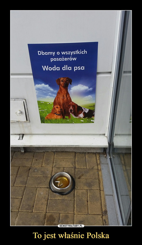 To jest właśnie Polska –  Dbamy o wszystkich pasażerówWoda dla psa