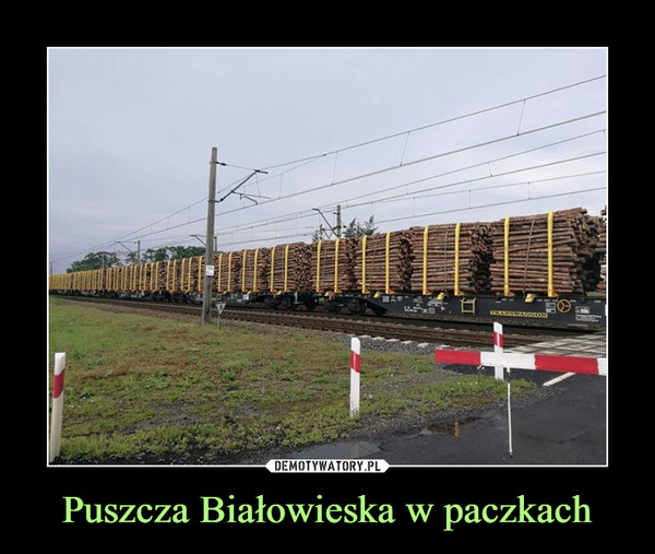 Puszcza Białowieska w paczkach