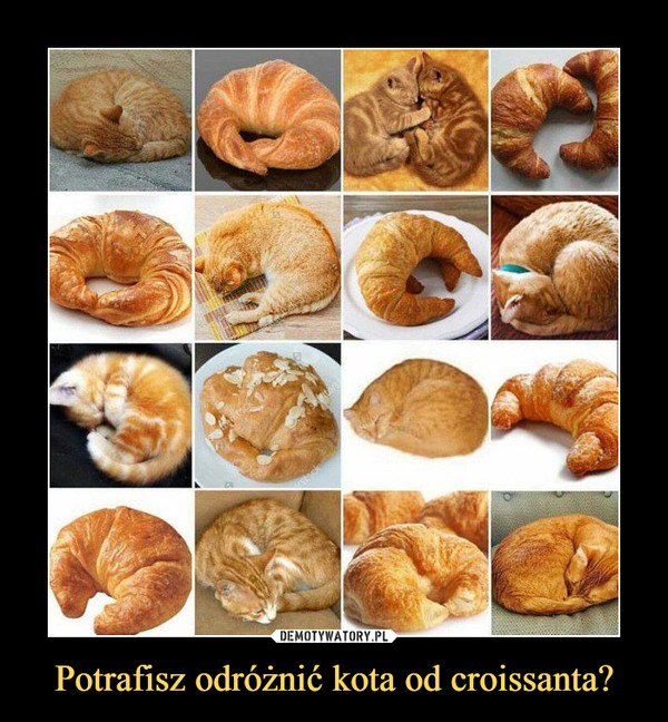 Potrafisz odróżnić kota od croissanta? –  