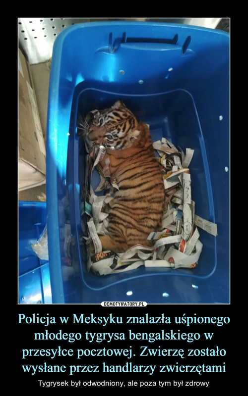 Policja w Meksyku znalazła uśpionego młodego tygrysa bengalskiego w przesyłce pocztowej. Zwierzę zostało wysłane przez handlarzy zwierzętami