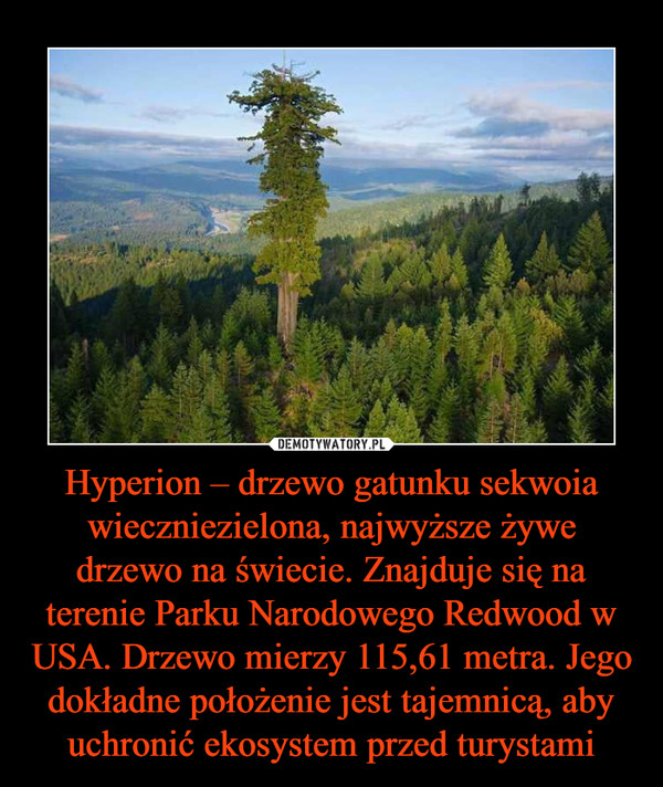 Hyperion – drzewo gatunku sekwoia wieczniezielona, najwyższe żywe drzewo na świecie. Znajduje się na terenie Parku Narodowego Redwood w USA. Drzewo mierzy 115,61 metra. Jego dokładne położenie jest tajemnicą, aby uchronić ekosystem przed turystami –  