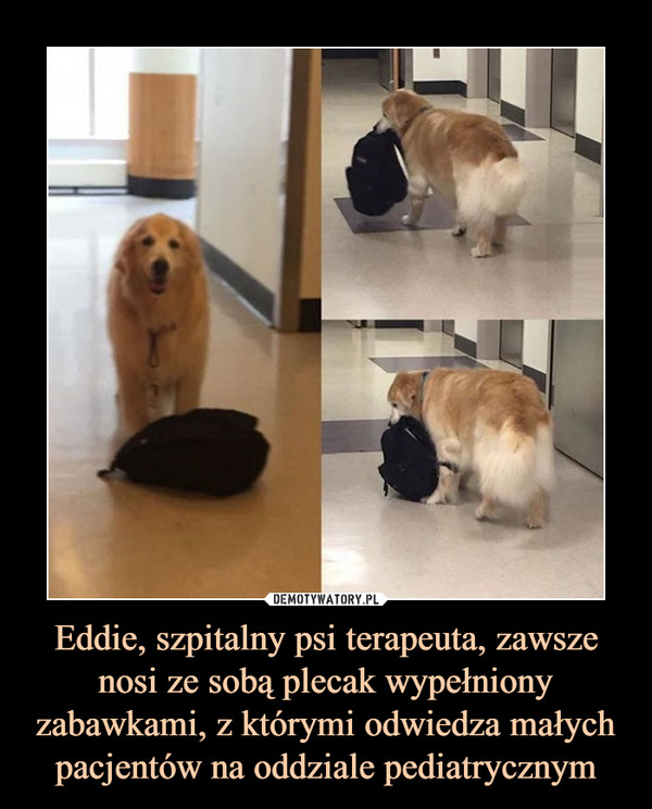 Eddie, szpitalny psi terapeuta, zawsze nosi ze sobą plecak wypełniony zabawkami, z którymi odwiedza małych pacjentów na oddziale pediatrycznym –  