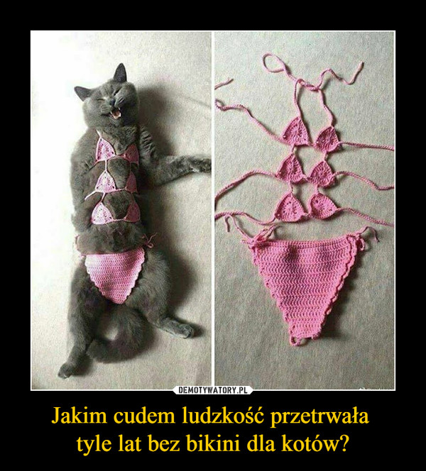 Jakim cudem ludzkość przetrwała tyle lat bez bikini dla kotów? –  