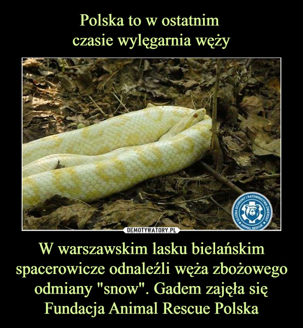 W warszawskim lasku bielańskim spacerowicze odnaleźli węża zbożowego odmiany "snow". Gadem zajęła się Fundacja Animal Rescue Polska –  