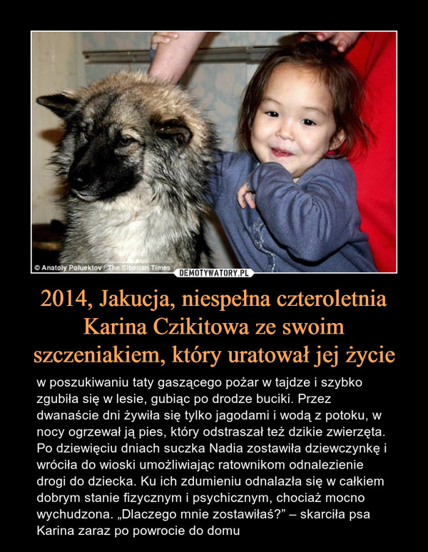 2014, Jakucja, niespełna czteroletnia Karina Czikitowa ze swoim szczeniakiem, który uratował jej życie – w poszukiwaniu taty gaszącego pożar w tajdze i szybko zgubiła się w lesie, gubiąc po drodze buciki. Przez dwanaście dni żywiła się tylko jagodami i wodą z potoku, w nocy ogrzewał ją pies, który odstraszał też dzikie zwierzęta. Po dziewięciu dniach suczka Nadia zostawiła dziewczynkę i wróciła do wioski umożliwiając ratownikom odnalezienie drogi do dziecka. Ku ich zdumieniu odnalazła się w całkiem dobrym stanie fizycznym i psychicznym, chociaż mocno wychudzona. „Dlaczego mnie zostawiłaś?” – skarciła psa Karina zaraz po powrocie do domu 