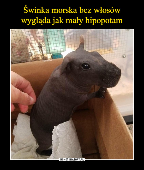 Świnka morska bez włosów
wygląda jak mały hipopotam