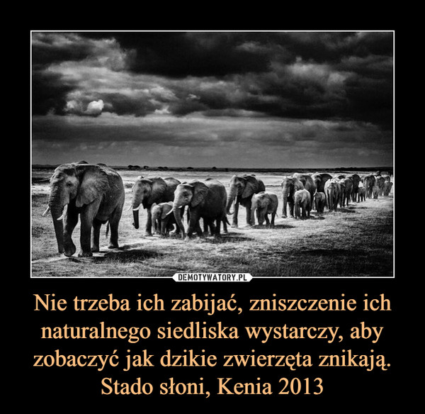 Nie trzeba ich zabijać, zniszczenie ich naturalnego siedliska wystarczy, aby zobaczyć jak dzikie zwierzęta znikają. Stado słoni, Kenia 2013