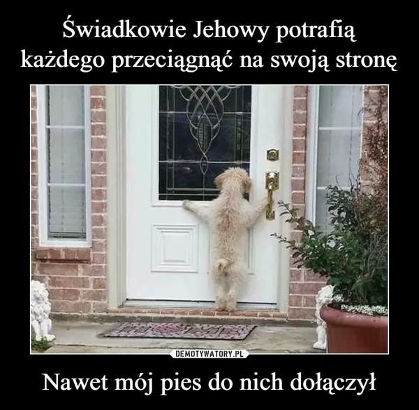 Świadkowie Jehowy potrafią każdego przeciągnąć na swoją stronę Nawet mój pies do nich dołączył
