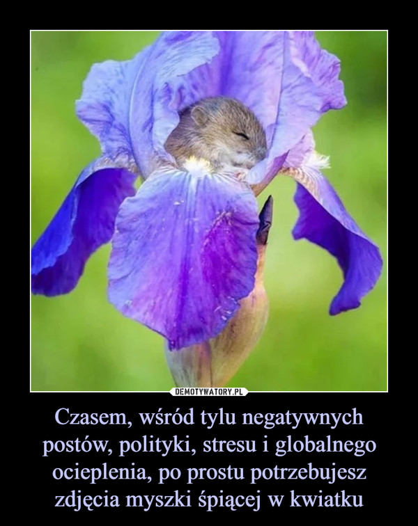 Czasem, wśród tylu negatywnych postów, polityki, stresu i globalnego ocieplenia, po prostu potrzebujesz zdjęcia myszki śpiącej w kwiatku –  