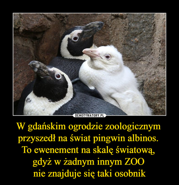 W gdańskim ogrodzie zoologicznym 
przyszedł na świat pingwin albinos. 
To ewenement na skalę światową, 
gdyż w żadnym innym ZOO 
nie znajduje się taki osobnik