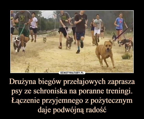 Drużyna biegów przełajowych zaprasza psy ze schroniska na poranne treningi. Łączenie przyjemnego z pożytecznym daje podwójną radość