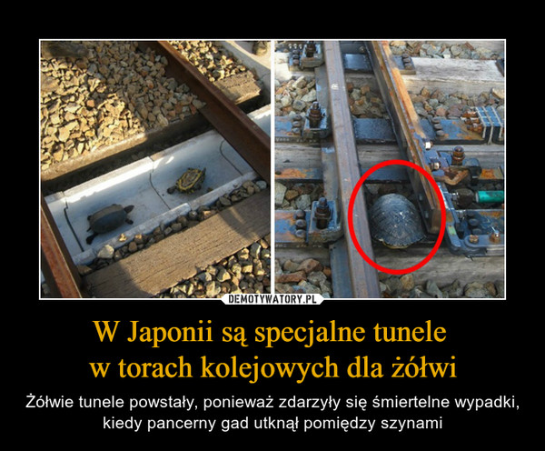 W Japonii są specjalne tunele w torach kolejowych dla żółwi – Żółwie tunele powstały, ponieważ zdarzyły się śmiertelne wypadki, kiedy pancerny gad utknął pomiędzy szynami 