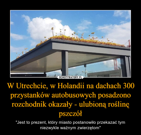 W Utrechcie, w Holandii na dachach 300 przystanków autobusowych posadzono rozchodnik okazały - ulubioną roślinę pszczół – "Jest to prezent, który miasto postanowiło przekazać tym niezwykle ważnym zwierzętom" 