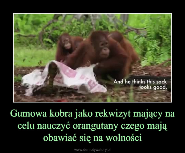 Gumowa kobra jako rekwizyt mający na celu nauczyć orangutany czego mają obawiać się na wolności –  