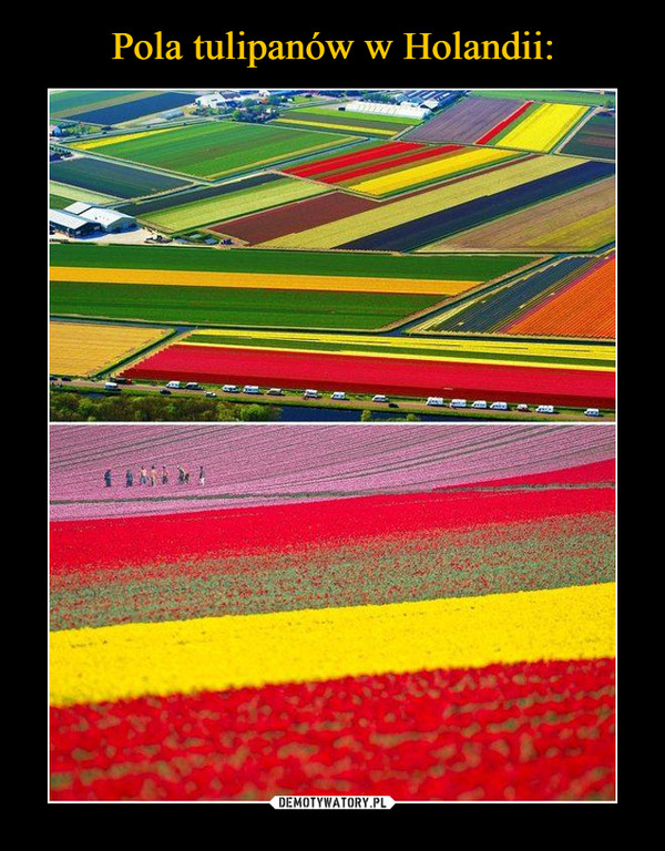 Pola tulipanów w Holandii:
