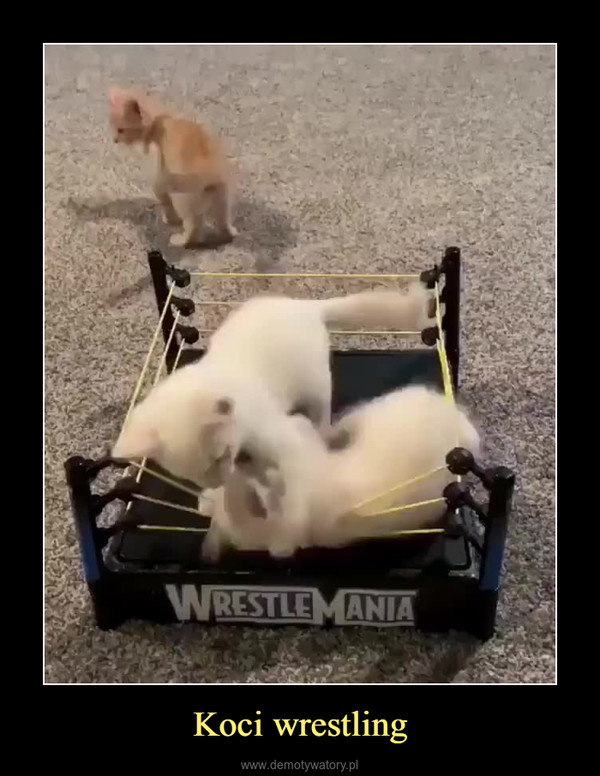 Koci wrestling –  