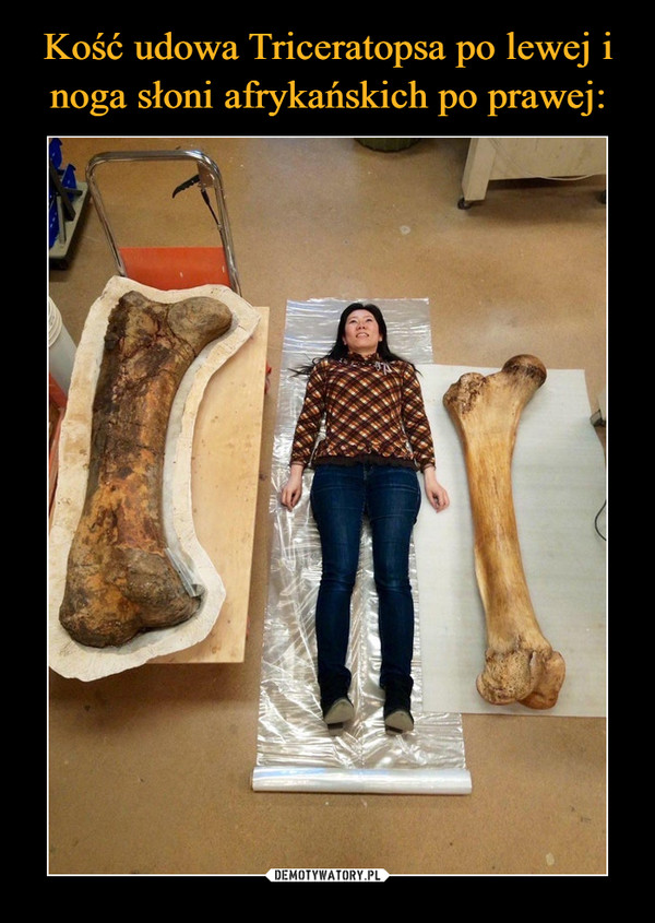 Kość udowa Triceratopsa po lewej i noga słoni afrykańskich po prawej:
