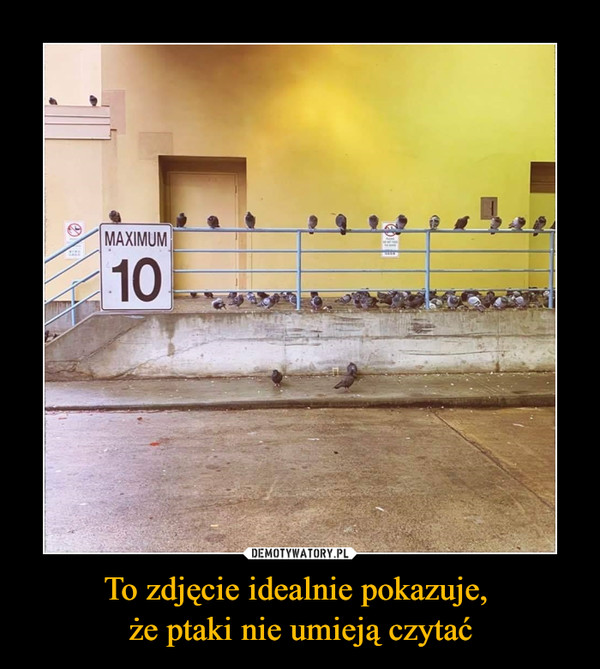 To zdjęcie idealnie pokazuje, że ptaki nie umieją czytać –  MAXIMUM 10