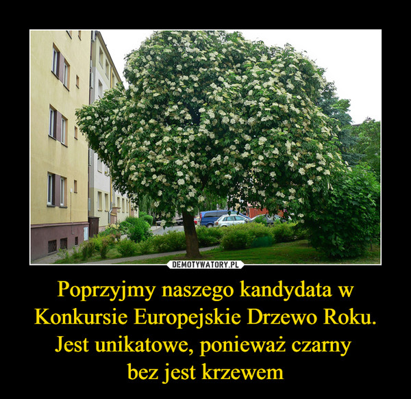 Poprzyjmy naszego kandydata w Konkursie Europejskie Drzewo Roku.
Jest unikatowe, ponieważ czarny 
bez jest krzewem
