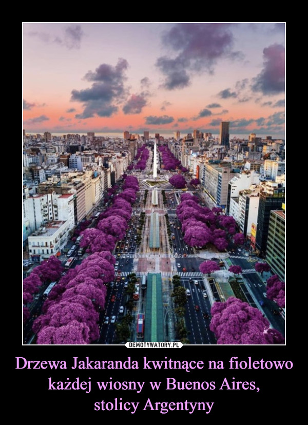 Drzewa Jakaranda kwitnące na fioletowo każdej wiosny w Buenos Aires,stolicy Argentyny –  