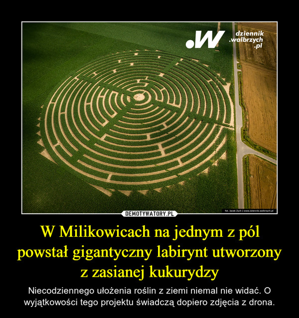 W Milikowicach na jednym z pól powstał gigantyczny labirynt utworzony z zasianej kukurydzy – Niecodziennego ułożenia roślin z ziemi niemal nie widać. O wyjątkowości tego projektu świadczą dopiero zdjęcia z drona. 
