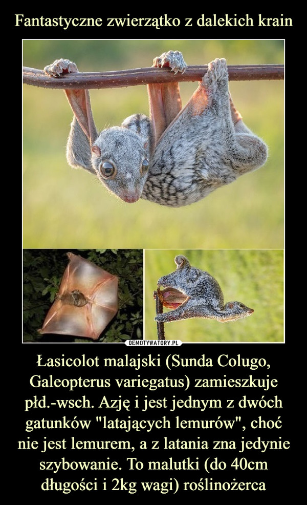Łasicolot malajski (Sunda Colugo, Galeopterus variegatus) zamieszkuje płd.-wsch. Azję i jest jednym z dwóch gatunków "latających lemurów", choć nie jest lemurem, a z latania zna jedynie szybowanie. To malutki (do 40cm długości i 2kg wagi) roślinożerca –  