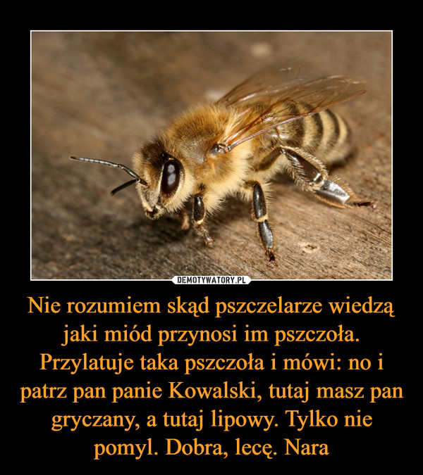 Nie rozumiem skąd pszczelarze wiedzą jaki miód przynosi im pszczoła. Przylatuje taka pszczoła i mówi: no i patrz pan panie Kowalski, tutaj masz pan gryczany, a tutaj lipowy. Tylko nie pomyl. Dobra, lecę. Nara –  