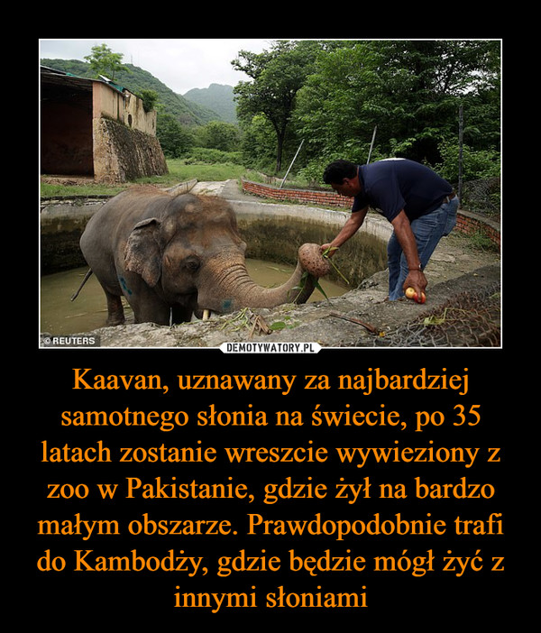 Kaavan, uznawany za najbardziej samotnego słonia na świecie, po 35 latach zostanie wreszcie wywieziony z zoo w Pakistanie, gdzie żył na bardzo małym obszarze. Prawdopodobnie trafi do Kambodży, gdzie będzie mógł żyć z innymi słoniami –  