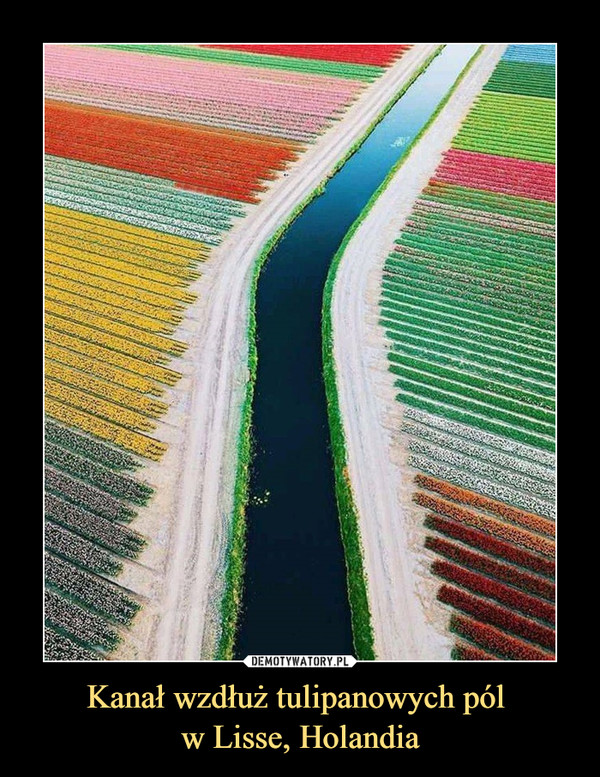 Kanał wzdłuż tulipanowych pól 
w Lisse, Holandia