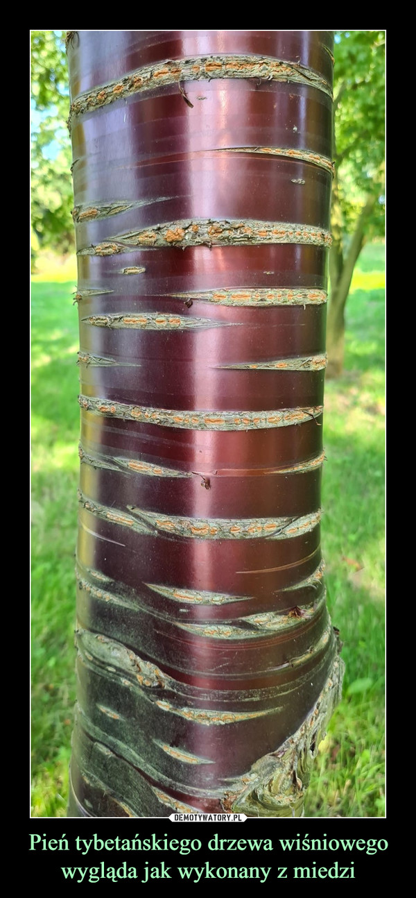 Pień tybetańskiego drzewa wiśniowego wygląda jak wykonany z miedzi