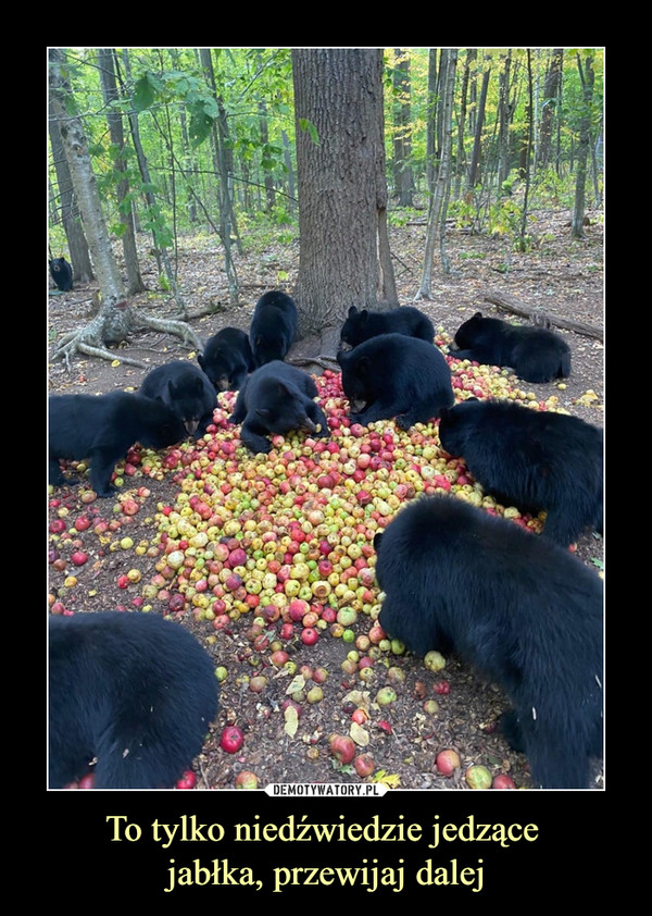To tylko niedźwiedzie jedzące 
jabłka, przewijaj dalej
